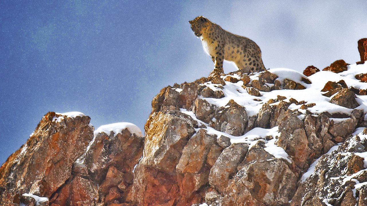 La pantera delle nevi, la recensione: un'esperienza mistica e un elogio della pazienza