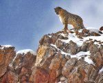 La pantera delle nevi, la recensione: un'esperienza mistica e un elogio della pazienza