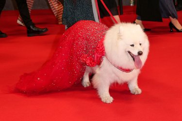 230522103414 66 Cannes Red Carpet Fashion 2023 Dog