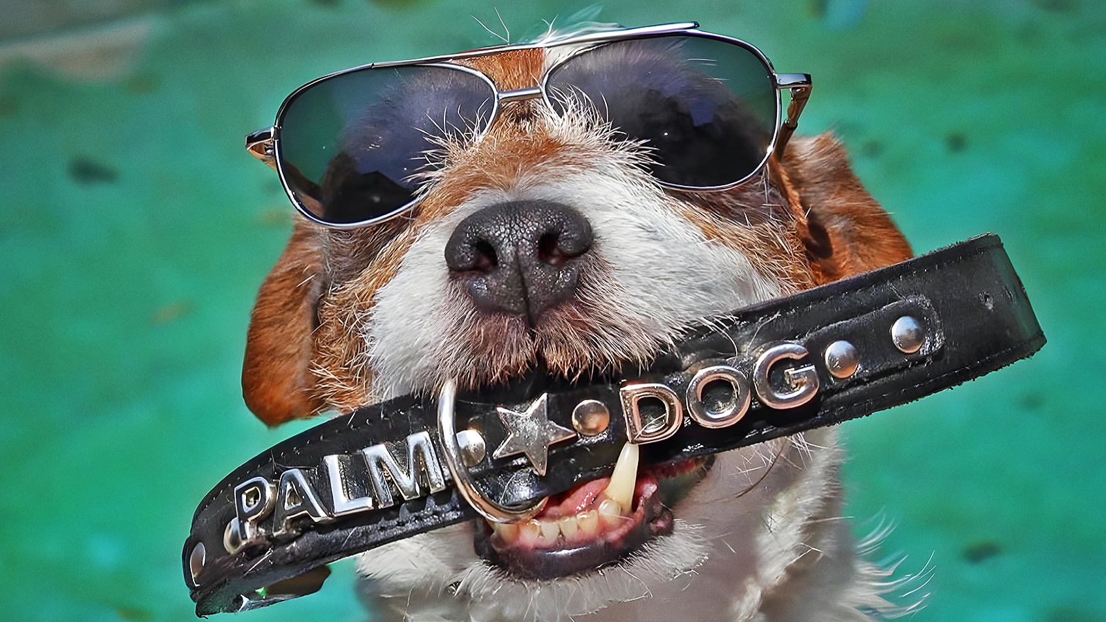 Cannes 2023, day 10: the most awaited moment, the Palm Dog!