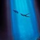 Blueback, la recensione: Mia Wasikowska ha un pesce per amico