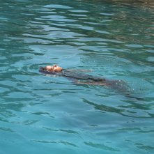 Denti da squalo: un momento del film