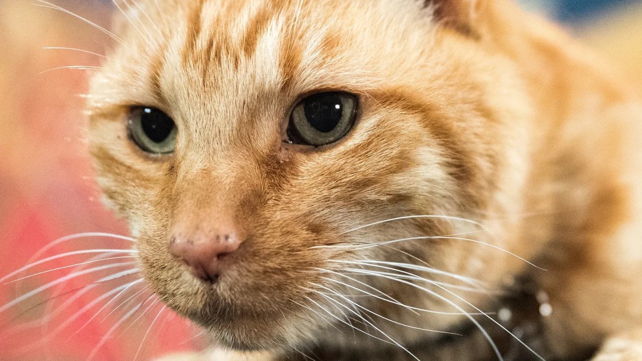 The Marvels, la produttrice anticipa che Goose, il gatto alieno di Captain Marvel tornerà nel film