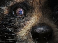 Guardiani della Galassia Vol. 3: 5 film che fanno venire voglia di abbracciare i propri animali