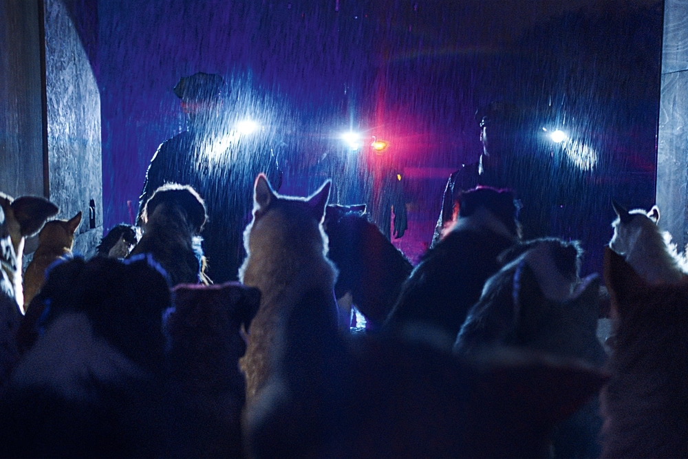 DogMan, Luc Besson sul lavoro con i cani: “Sembra facile quando guardi il film perché siamo stati bravi'