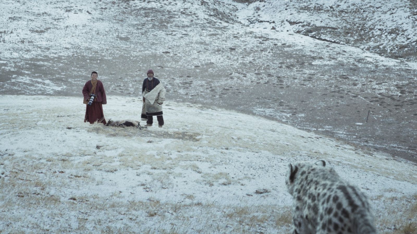 Il leopardo delle nevi, la recensione: uomo contro natura, materia contro spirito in Tibet