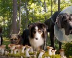 Doggy Style: una clip introduce la storia del film
