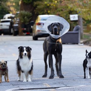 Doggy Style: un'immagine del film