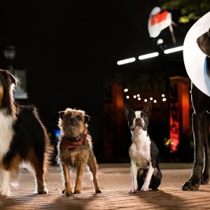 Doggy Style: un frame del film