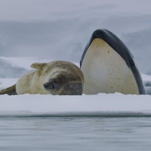 Bertie Gregory: a tu per tu con gli animali - una spettacolare immagine della docuserie