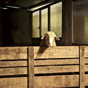 Gorgona: una sequenza del film