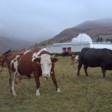 Segnali di vita: una sequenza