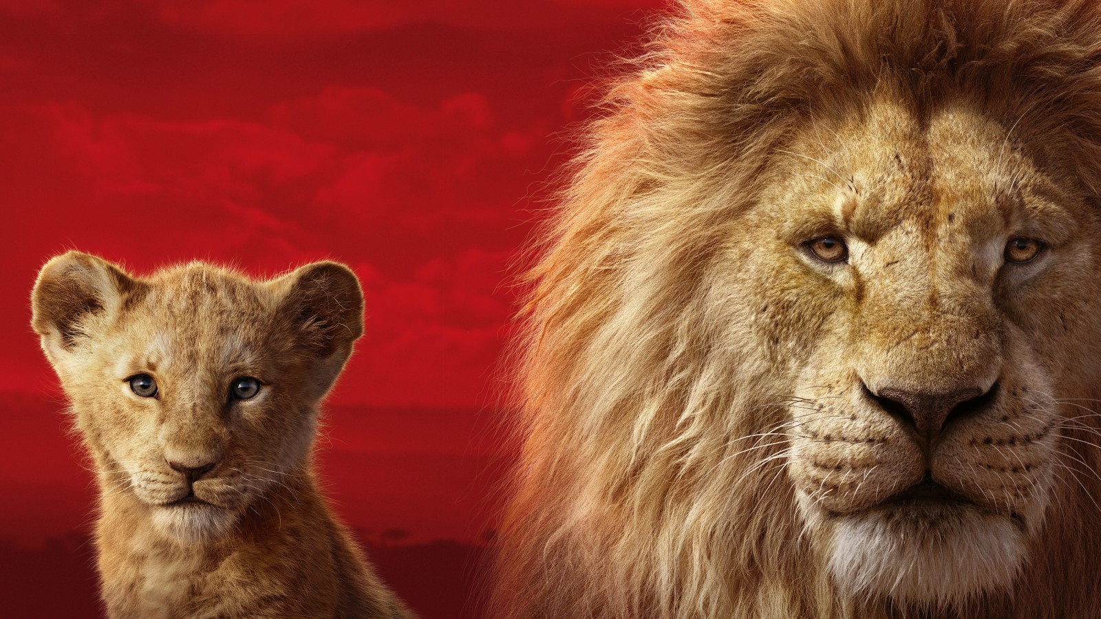 Mufasa The Lion King Tutto Quello Che Sappiamo Sul Nuovo Live Action Targato Disney