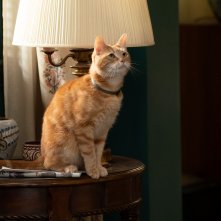 The Marvels: una foto di Goose