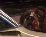 Stephen King anticipa un estratto del sequel di Cujo