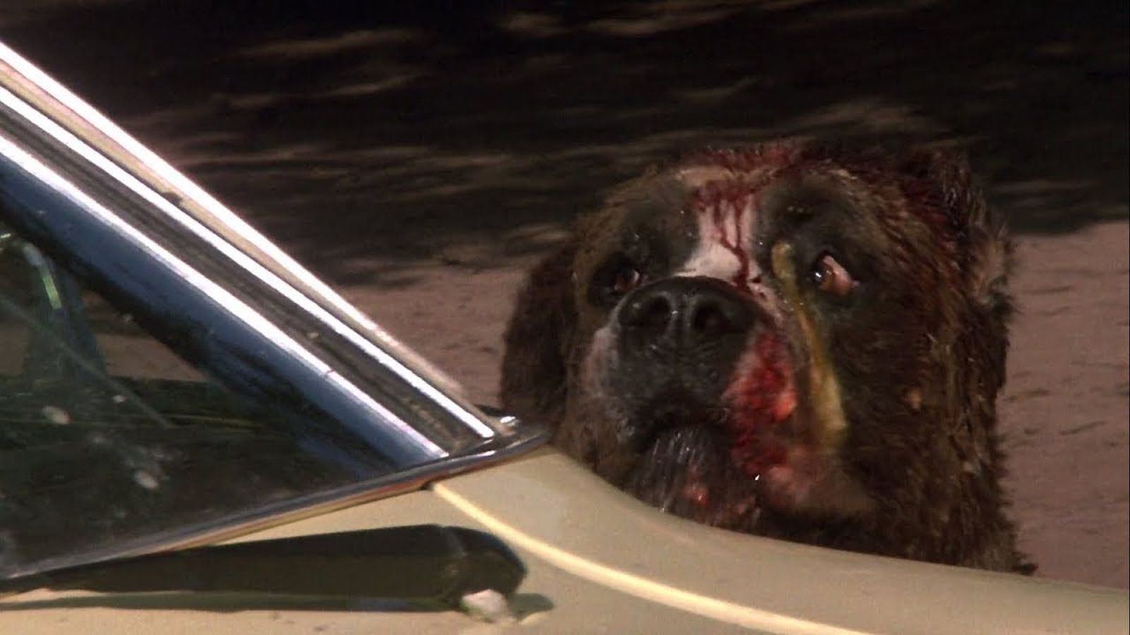 Stephen King anticipa un estratto del sequel di Cujo