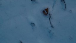 Il male non esiste - Trailer Italiano