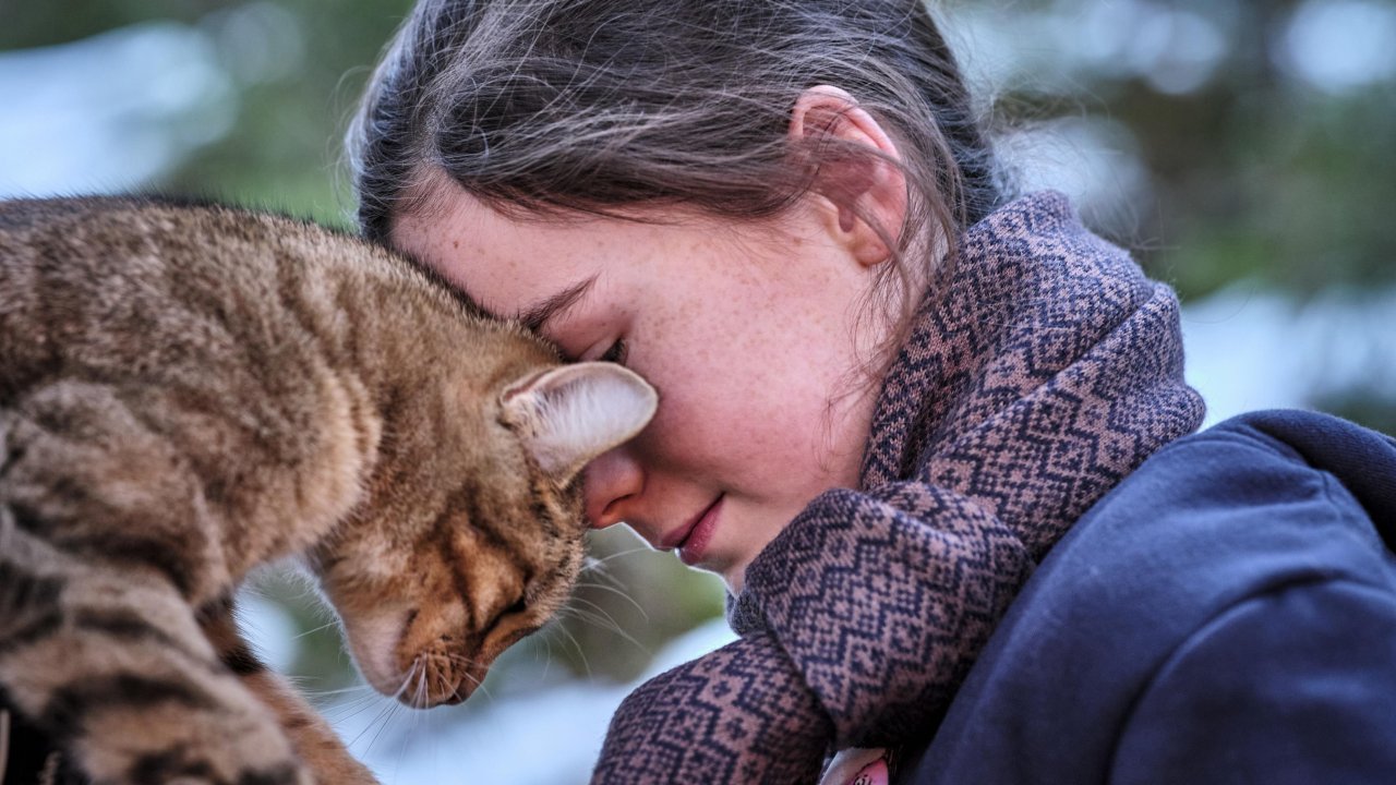 Una scena di Vita da gatto