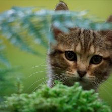 Vita da gatto: unafoto del flim