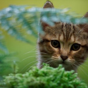 Vita da gatto: unafoto del flim