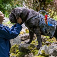 Vita da gatto: un'immagine