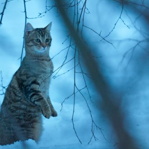 Vita da gatto: una scena