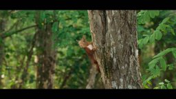 La quercia e i suoi abitanti - Trailer Italiano