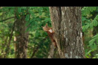 La quercia e i suoi abitanti - Trailer Italiano