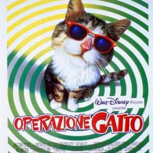Locandina di Operazione Gatto
