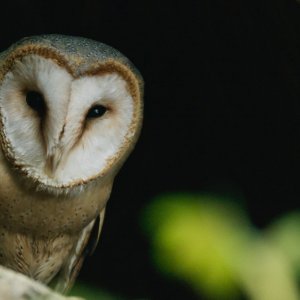 La quercia e i suoi abitanti: una scena del film