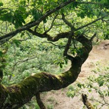 La quercia e i suoi abitanti: una scena del documentario