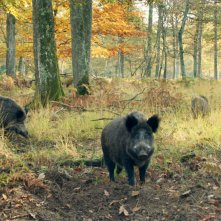 La quercia e i suoi abitanti: una foto del film