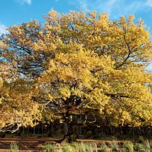 La quercia e i suoi abitanti: il maestoso albero 'protagonista' del film