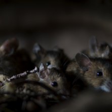 La quercia e i suoi abitanti: un'immagine del film