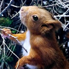 La quercia e i suoi abitanti: uno scoiattolo