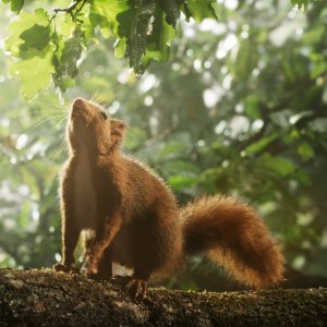 La quercia e i suoi abitanti: una foto