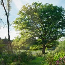 La quercia e i suoi abitanti: una scena