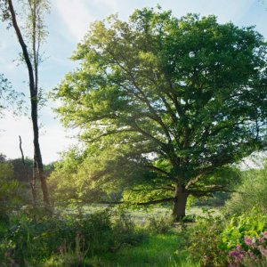 La quercia e i suoi abitanti: una scena