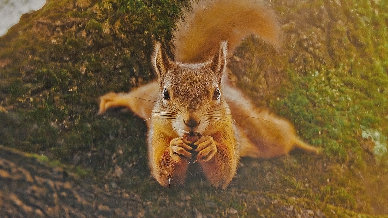 La quercia e i suoi abitanti, recensione: la favola della vita e della natura