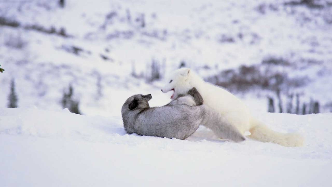 Kina e Yuk alla scoperta del mondo: il documentario naturalistico nei cinema dal 7 marzo