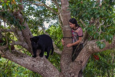 O Jaguar Preto 6