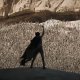 Dune: Parte Tre, arriva l'esperienza immersiva su Arrakis: c'è anche un verme delle sabbie