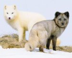 Kina e Yuk alla scoperta del mondo: trailer e poster del documentario naturalistico, nei cinema dal 7 marzo