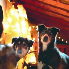 Kina e Yuk alla scoperta del mondo: una scena del film