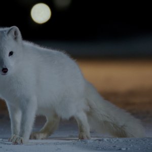 Kina e Yuk alla scoperta del mondo: una scena del film