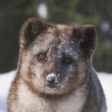 Kina e Yuk alla scoperta del mondo: una scena del film