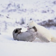 Kina e Yuk alla scoperta del mondo: una scena del film