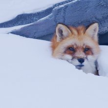 Kina e Yuk alla scoperta del mondo: una scena del film