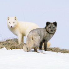 Kina e Yuk alla scoperta del mondo: una scena del film