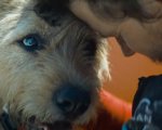 Arthur the King: Mark Wahlberg e il piccolo cucciolo protagonista nelle nuove immagini